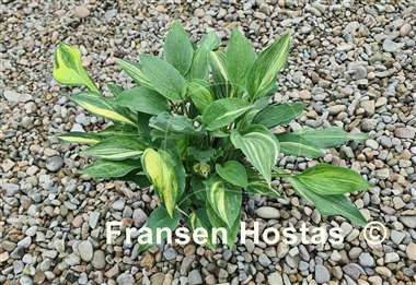 Hosta Zig Zag