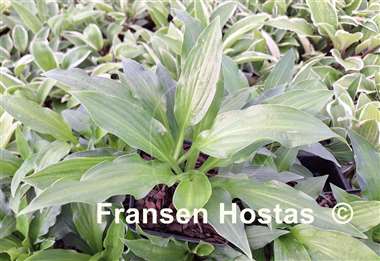 Hosta Zippin Pippin