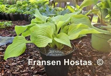 Hosta Zitronenfalter
