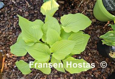 Hosta Zitronenfalter