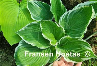 Hosta Zonda