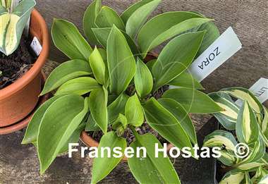 Hosta Zora
