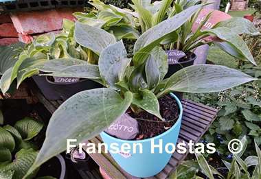 Hosta Zorro