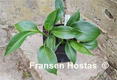 Hosta Zorro