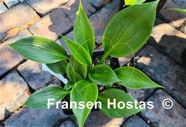 Hosta Zorro
