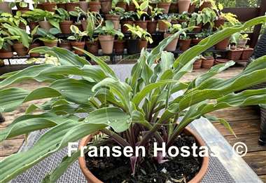 Hosta Zucchini Fries