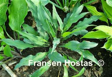 Hosta Zucchini Fries