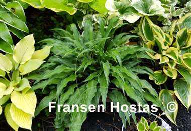 Hosta Zucchini Fries