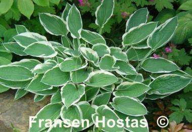 Hosta Zager's White Edge