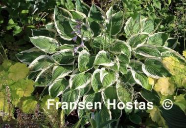 Hosta Zager's White Edge