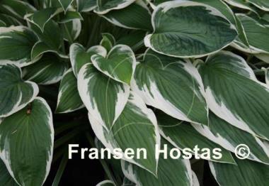 Hosta Zager's White Edge