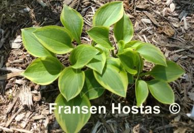 Hosta Zanzibar