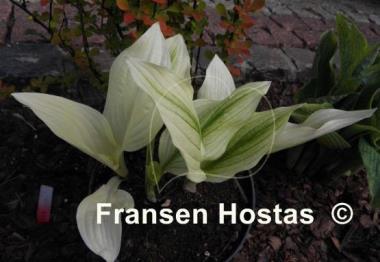 Hosta Zebra Stripes