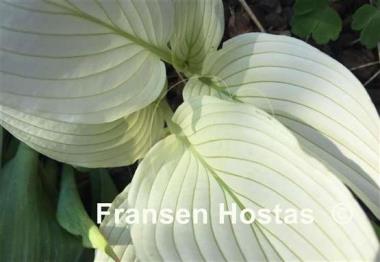 Hosta Zebra Stripes