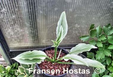 Hosta Zebra Stripes
