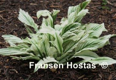 Hosta Zebra Stripes