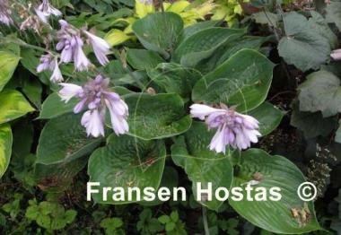 Hosta Zero Sum