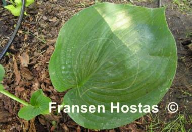 Hosta Zero Sum
