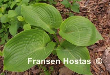 Hosta Zero Sum