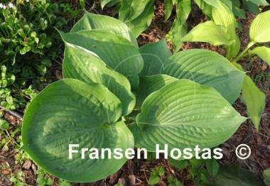 Hosta Zero Sum