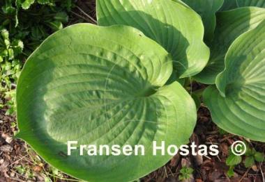 Hosta Zero Sum