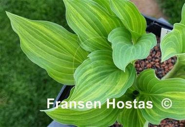 Hosta Zig Zag