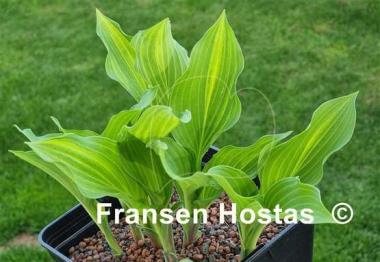 Hosta Zig Zag