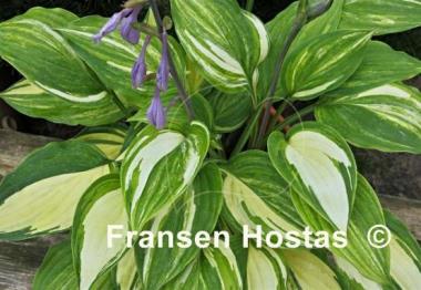 Hosta Zig Zag