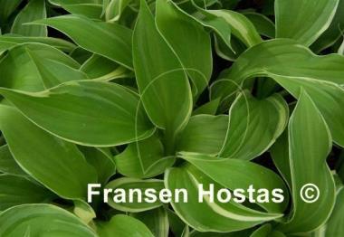 Hosta Zion's Hope