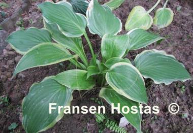 Hosta Zion's Hope