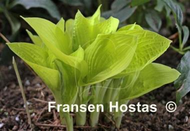 Hosta Zitronenfalter