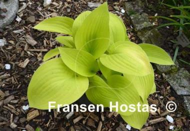 Hosta Zitronenfalter