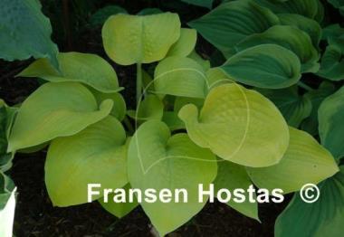 Hosta Zitronenfalter