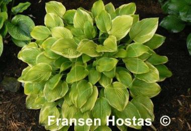 Hosta Zodiac