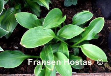 Hosta Zora