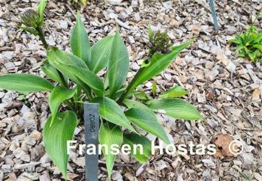 Hosta Zorro