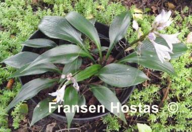 Hosta Zorro