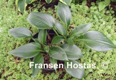 Hosta Zorro