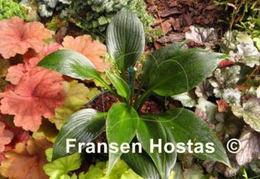 Hosta Zorro