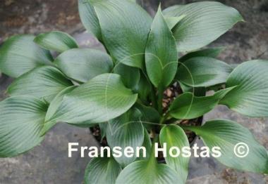 Hosta Zorro