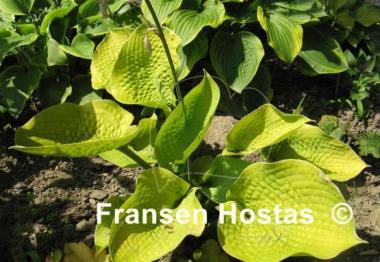 Hosta Zounds