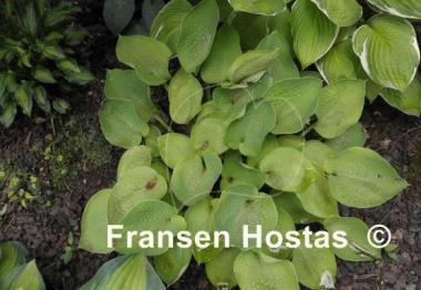 Hosta Zounds