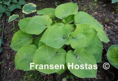 Hosta Zounds