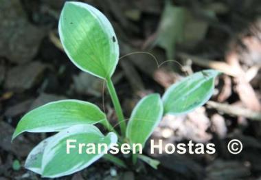 Hosta Zowie