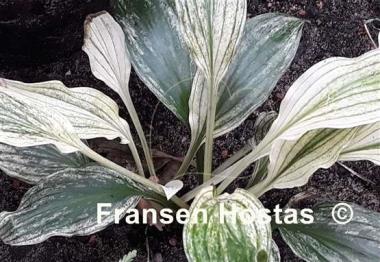 Hosta zebra stripes