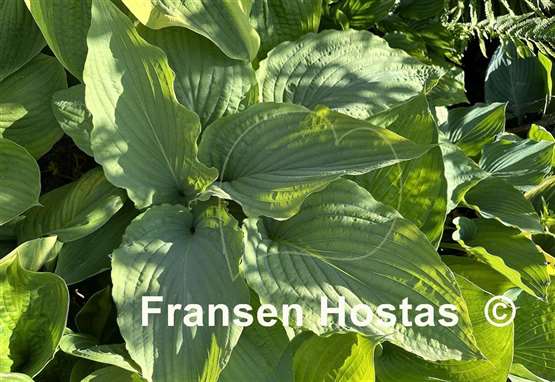 Hosta 1st and Ten