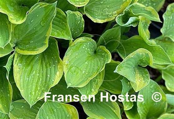 Hosta A Dash of Lemon