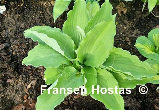 Hosta A Scape Plan