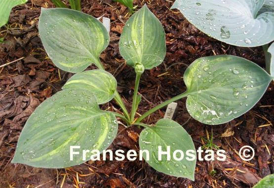 Hosta A 10 Hut