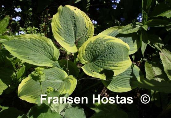 Hosta A Many-splendored Thing